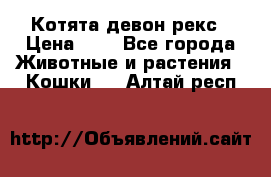 Котята девон рекс › Цена ­ 1 - Все города Животные и растения » Кошки   . Алтай респ.